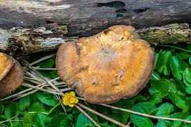 Attēlu rezultāti vaicājumam “Polyporus varius”