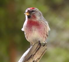 Attēlu rezultāti vaicājumam “Carduelis flammea female”