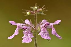 Attēlu rezultāti vaicājumam “Stachys palustris flower”