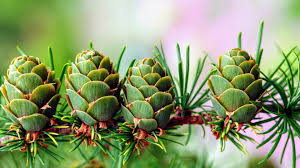 Attēlu rezultāti vaicājumam “Larix kaempferi leaf”