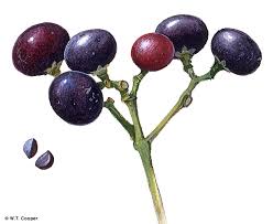 Attēlu rezultāti vaicājumam “Linaria loeselii fruit”