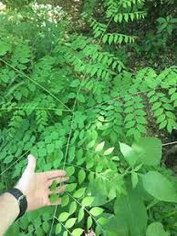 Attēlu rezultāti vaicājumam “Gymnocladus dioicus leaf”
