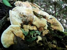 Attēlu rezultāti vaicājumam “Junghuhnia pseudozilingiana”