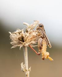 Attēlu rezultāti vaicājumam “Entomophaga grylli”