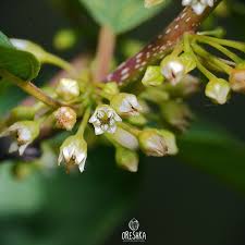 Attēlu rezultāti vaicājumam “Frangula alnus flower”