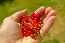 Attēlu rezultāti vaicājumam “Rubus saxatilis fruit”
