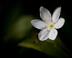 Attēlu rezultāti vaicājumam “Trientalis europaea fruit”