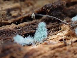 Attēlu rezultāti vaicājumam “Stemonitopsis typhina young”