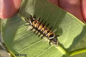 Image result for monarch caterpillar