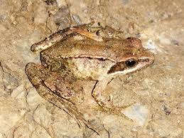 Attēlu rezultāti vaicājumam “Ranidae”