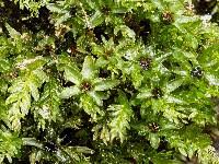 Attēlu rezultāti vaicājumam “Mnium lycopodioides”