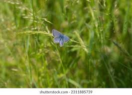 Attēlu rezultāti vaicājumam “Cyaniris semiargus male”