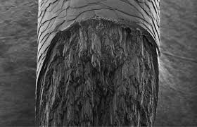 Image result for human hair microscope image