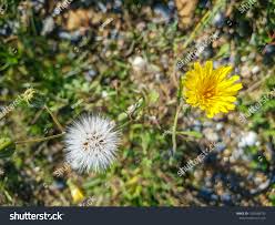 Attēlu rezultāti vaicājumam “Hypochaeris radicata fruit”