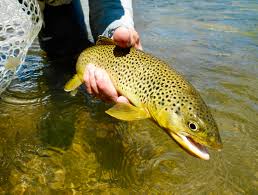 Image result for Kirkham and District Fly Fishers` Club