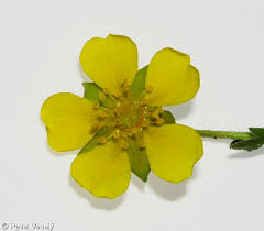 Attēlu rezultāti vaicājumam “Potentilla arenaria leaf”