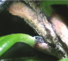 Attēlu rezultāti vaicājumam “Adelges laricis nymph”