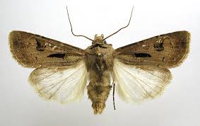 Attēlu rezultāti vaicājumam “Agrotis exclamationis”