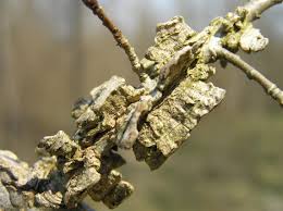 Attēlu rezultāti vaicājumam “Ulmus minor f. suberosa”