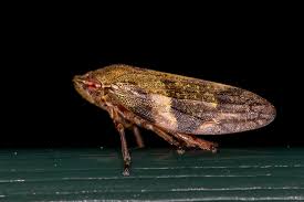 Attēlu rezultāti vaicājumam “Aphrophora alni”