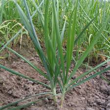 Image result for Schnittknoblauch