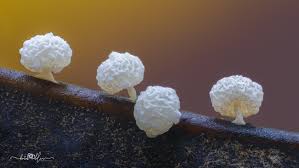 Attēlu rezultāti vaicājumam “Didymium clavus stalked”