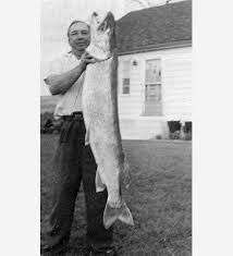 Image result for Esox masquinongy