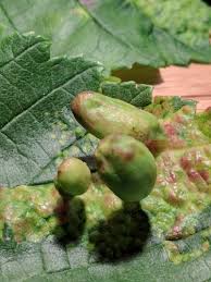 Attēlu rezultāti vaicājumam “Tetraneura ulmi”