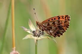 Attēlu rezultāti vaicājumam “Boloria dia”