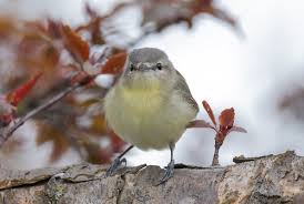 Image result for Vireo philadelphicus