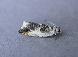 Attēlu rezultāti vaicājumam “Ancylis laetana”