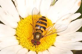 Attēlu rezultāti vaicājumam “Syrphus sp. imago”