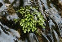 Attēlu rezultāti vaicājumam “Philonotis”