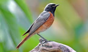 Attēlu rezultāti vaicājumam “Phoenicurus phoenicurus male”