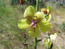 Attēlu rezultāti vaicājumam “Verbascum blattaria”