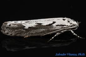 Attēlu rezultāti vaicājumam “Depressariidae”