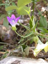 Image result for Campanula strigosa