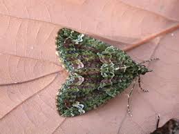 Attēlu rezultāti vaicājumam “Chloroclysta siterata”