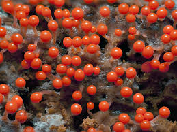 Attēlu rezultāti vaicājumam “Trichia decipiens”