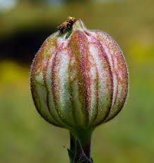 Attēlu rezultāti vaicājumam “Silene vulgaris bud”