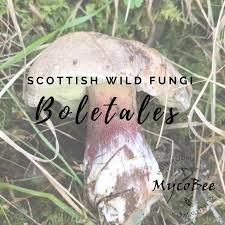 Attēlu rezultāti vaicājumam “Boletales”