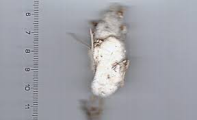 Attēlu rezultāti vaicājumam “Rabdophaga heterobia”