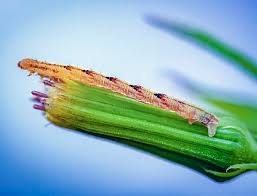 Attēlu rezultāti vaicājumam “Eupithecia lanceata”