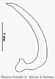 Attēlu rezultāti vaicājumam “Rhantus frontalis”