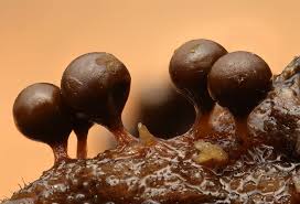 Attēlu rezultāti vaicājumam “Trichia crateriformis spores”