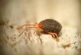 Attēlu rezultāti vaicājumam “Bryobia praetiosa”