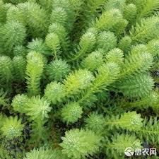 「粉綠狐尾藻」的圖片搜尋結果