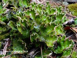 Attēlu rezultāti vaicājumam “Peltigera aphthosa”