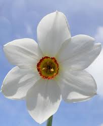 Attēlu rezultāti vaicājumam “Narcissus poeticus”