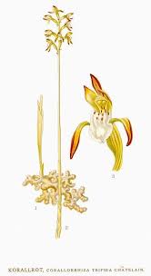 Attēlu rezultāti vaicājumam “Corallorhiza trifida flower”